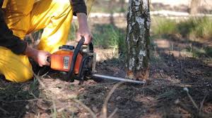 Best Hazardous Tree Removal  in Kendall Park, NJ
