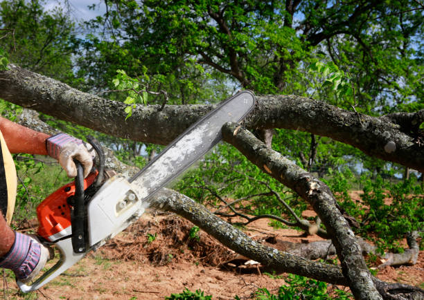Best Emergency Tree Removal  in Kendall Park, NJ